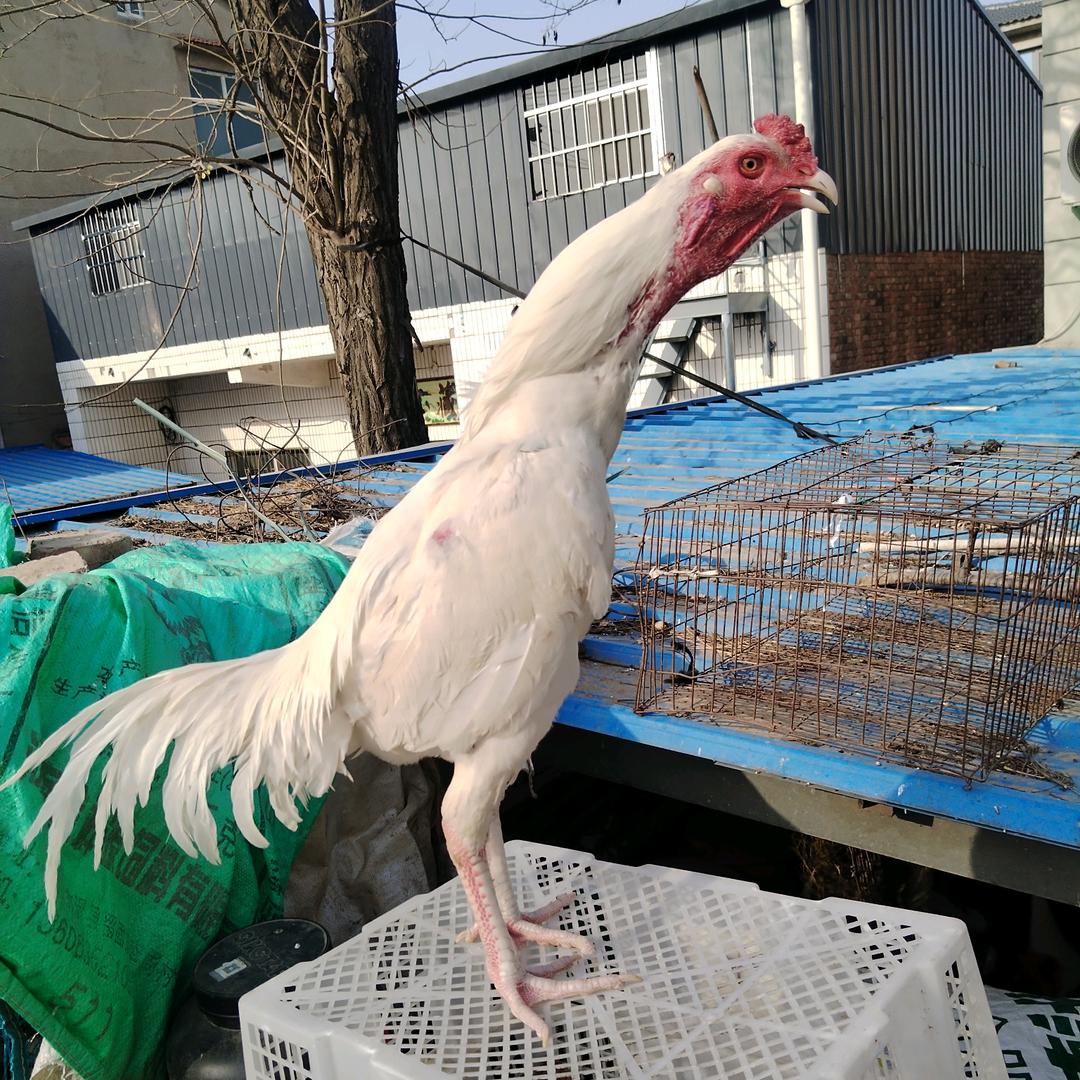 中原斗鸡爱好者（越南斗鸡）