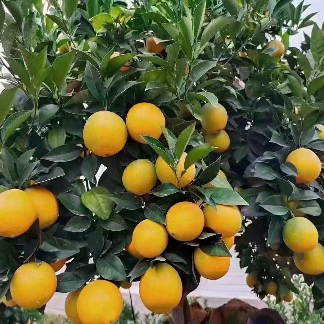幸福
