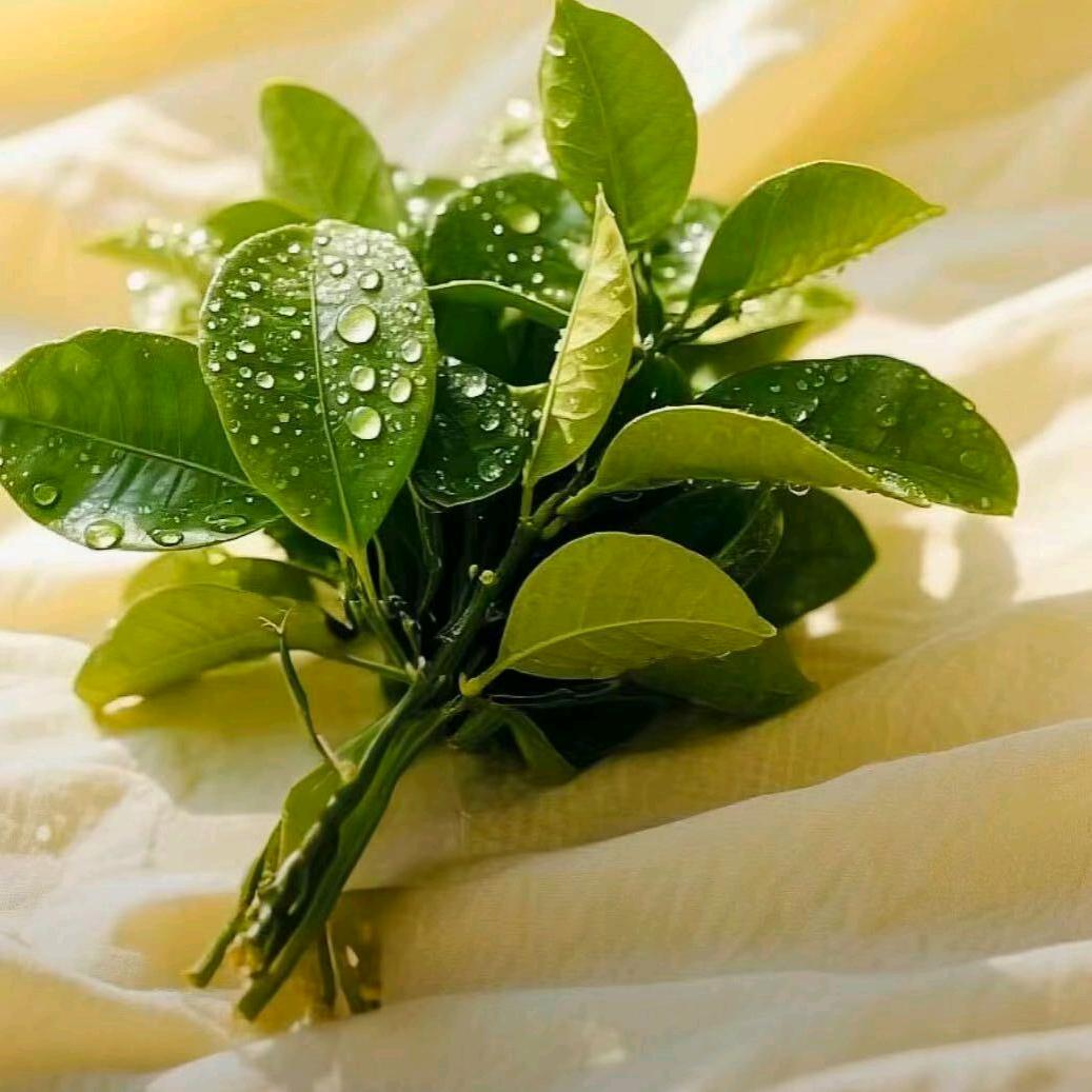 🍅🍀石来运转🍎🍀