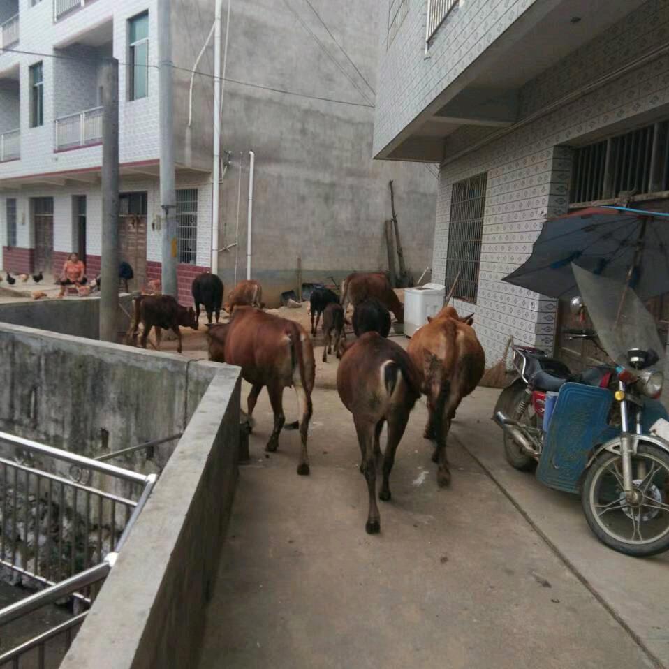 新化三哥土黄牛肉铺