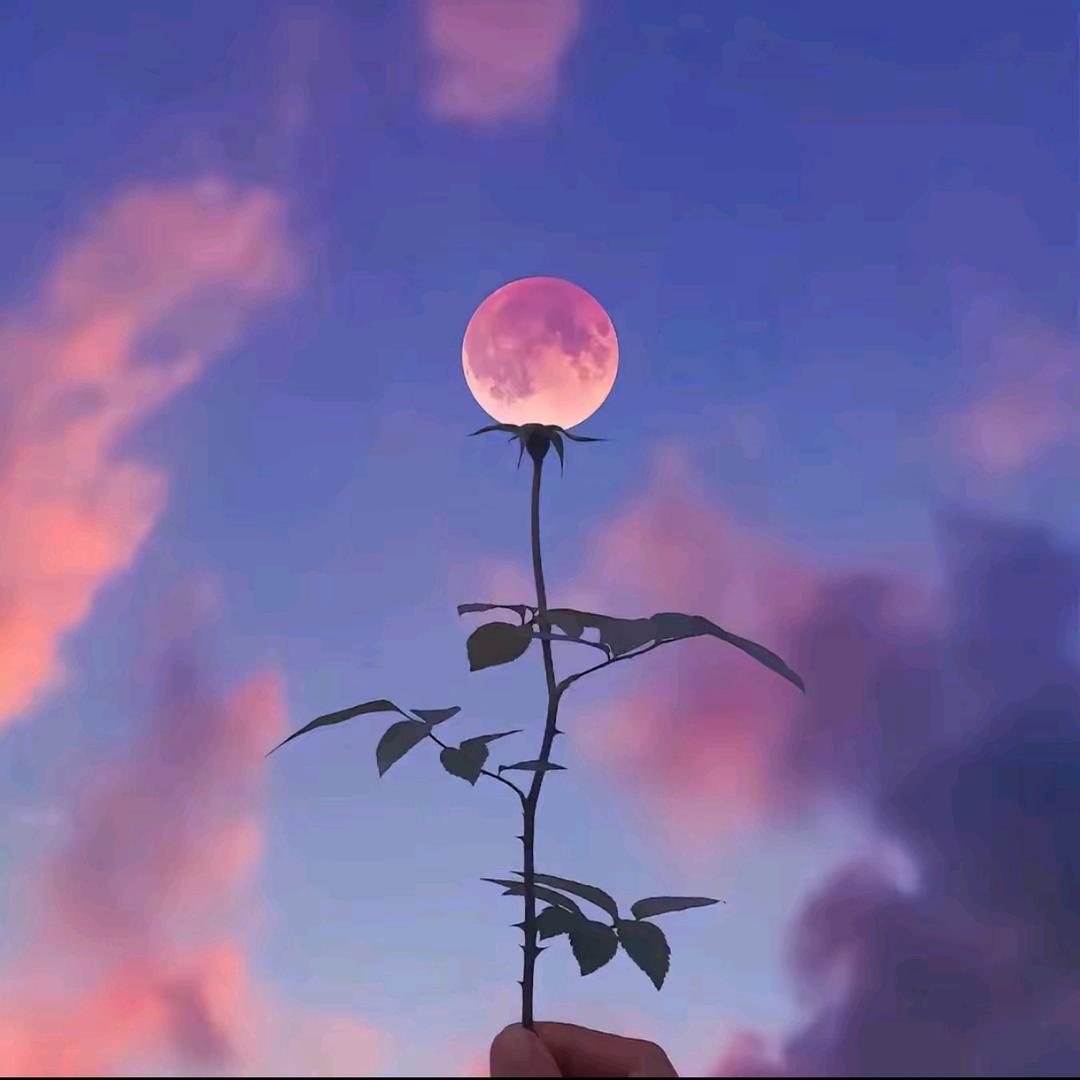 贰宝