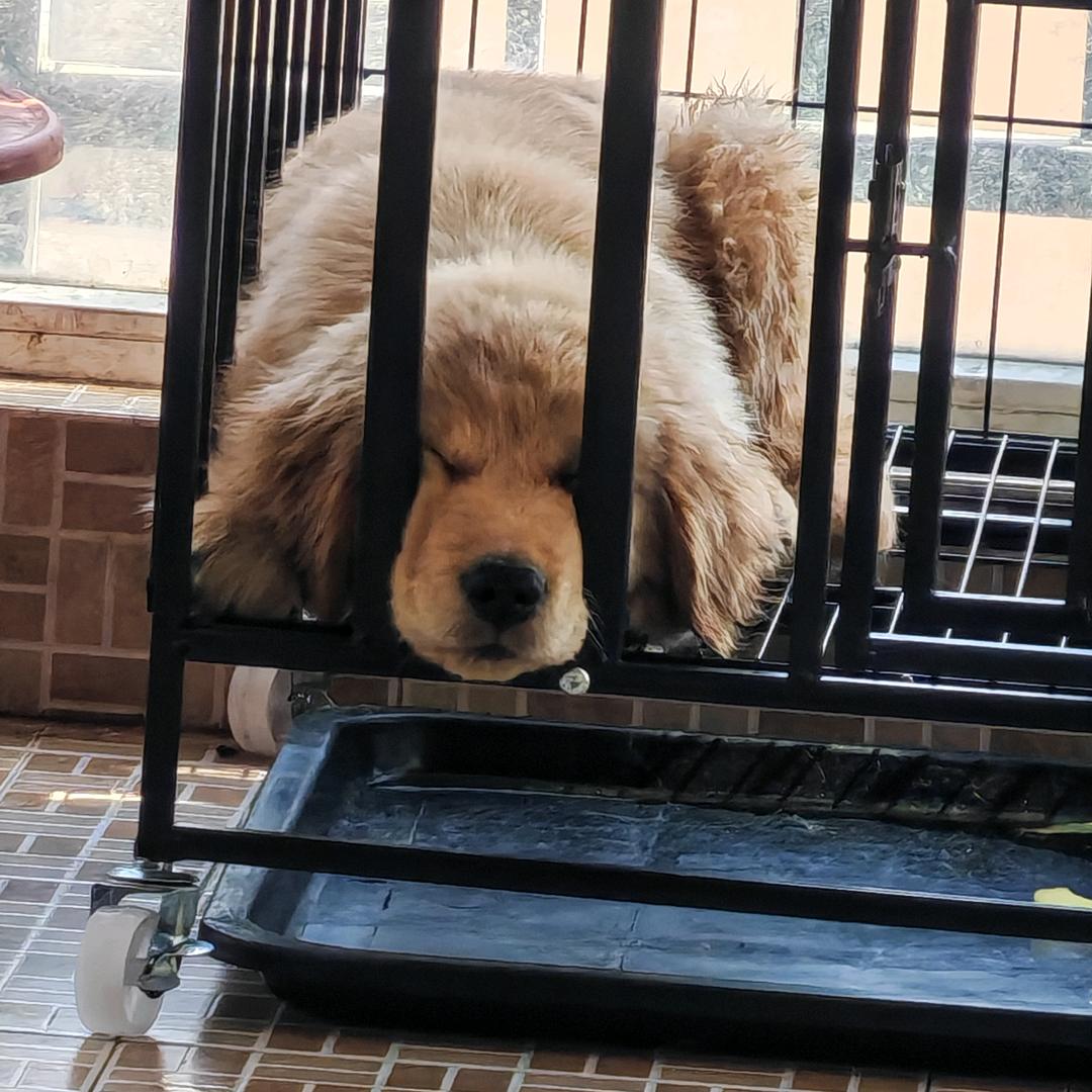 毛豆组合
