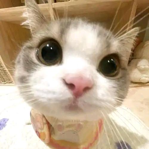 Happy（不吃香菜考研版）
