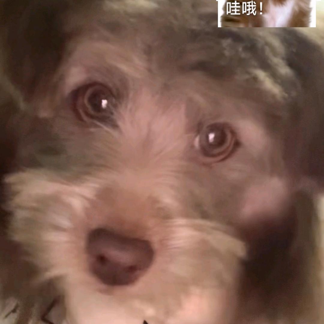 ✨小麒✨