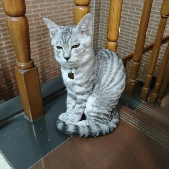 猫猫萌趣科普社