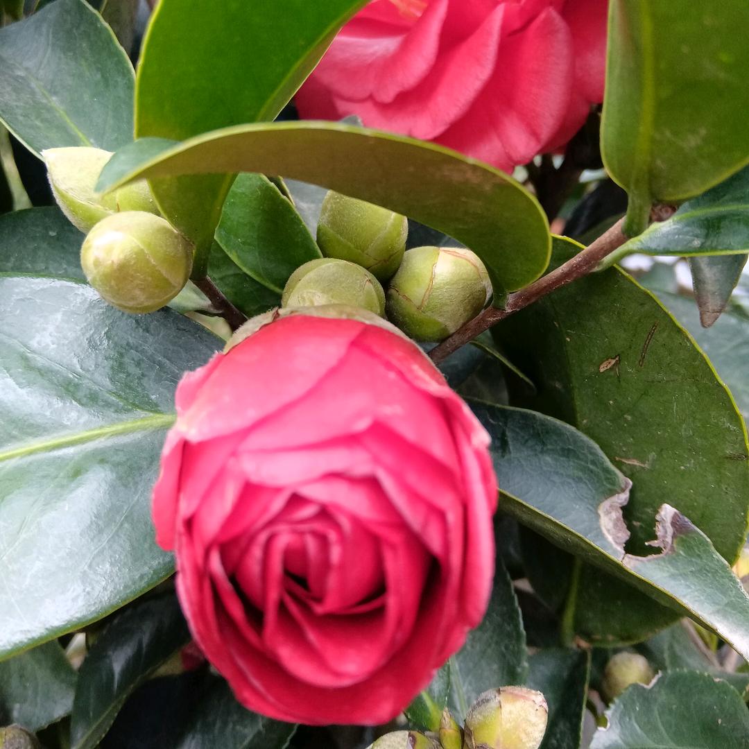 守护花