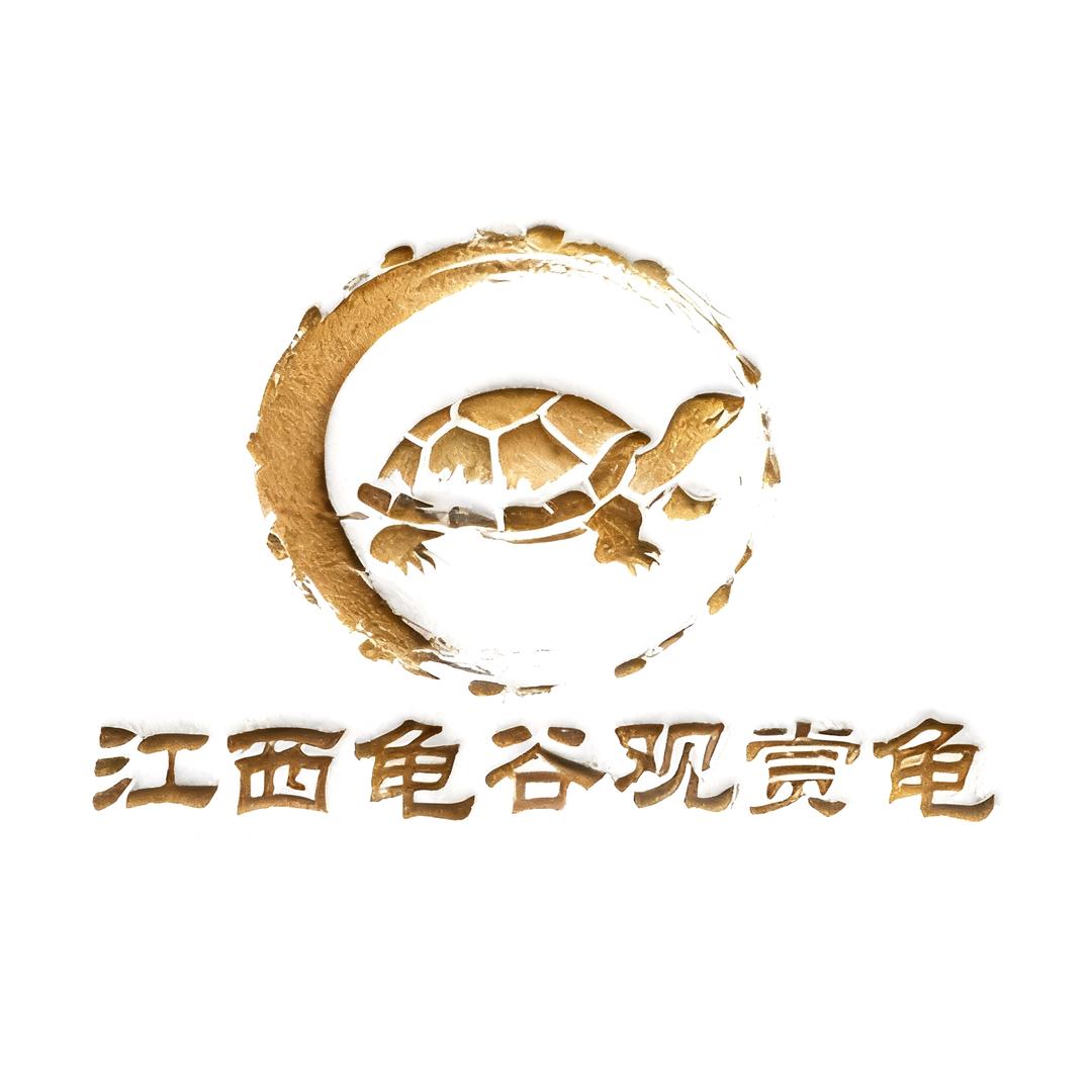 杰尼龟Victory