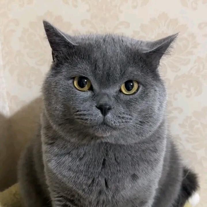 中秋太能吃
