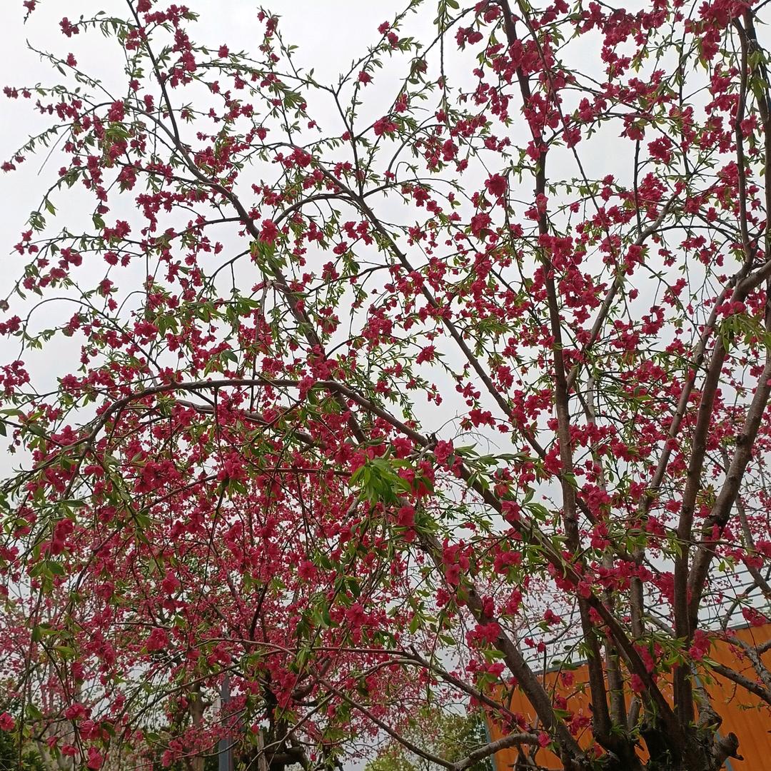 唐丫头
