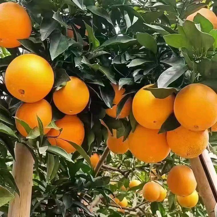 风度翩翩的少年⊙⊙^O^