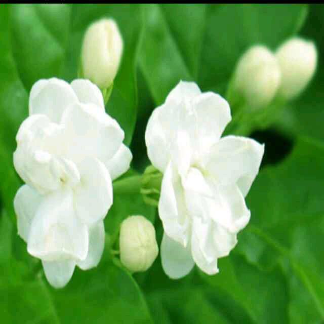玉兰菊花