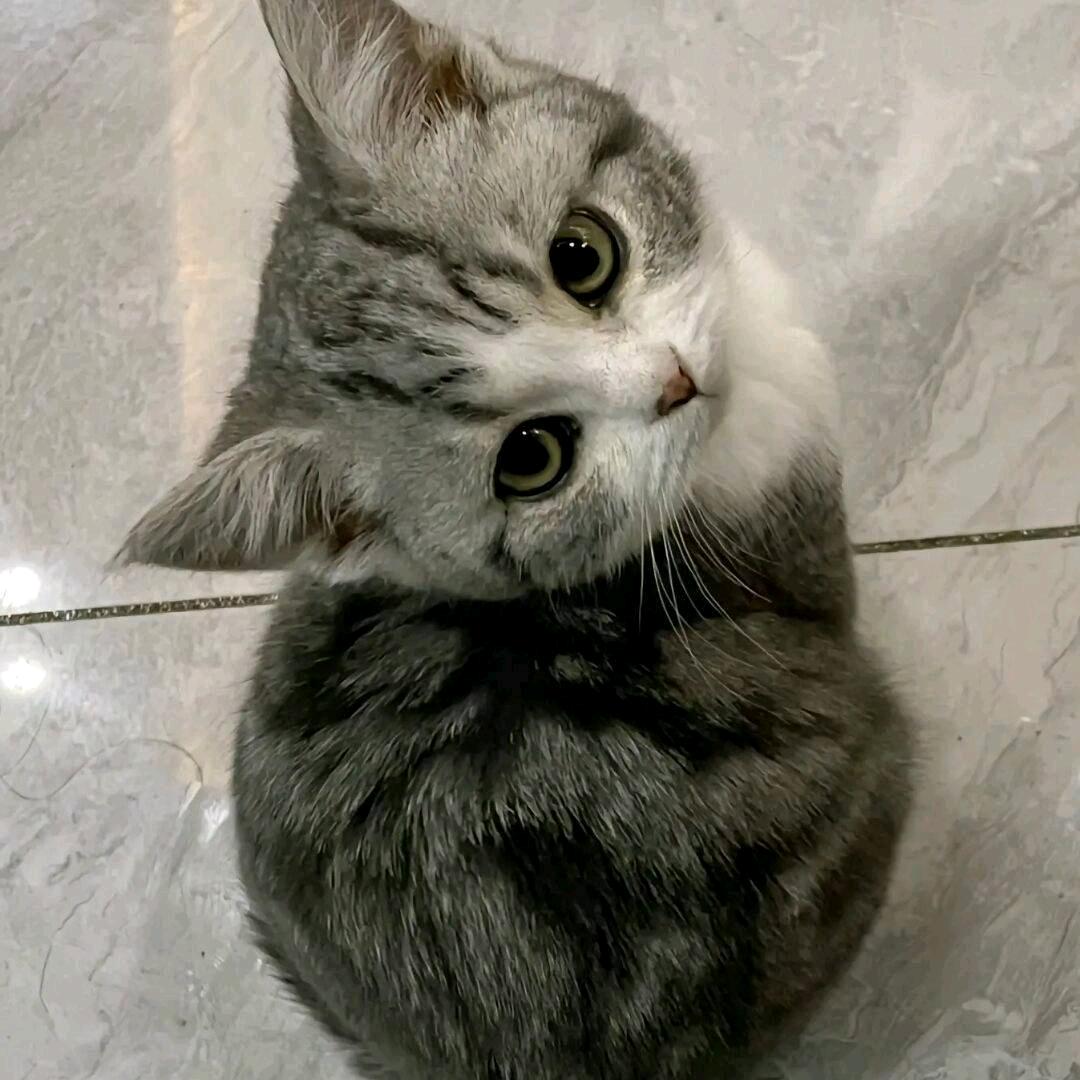 🐱