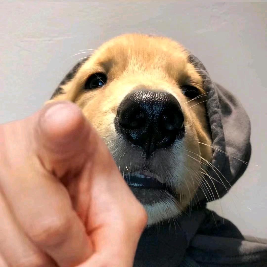 恒大帅