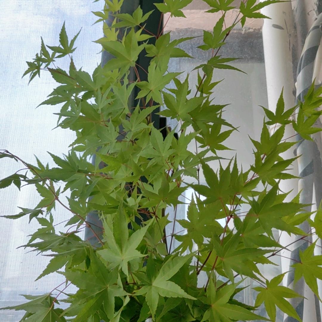 燕尔姐姐爱喝茶《商品在橱窗》