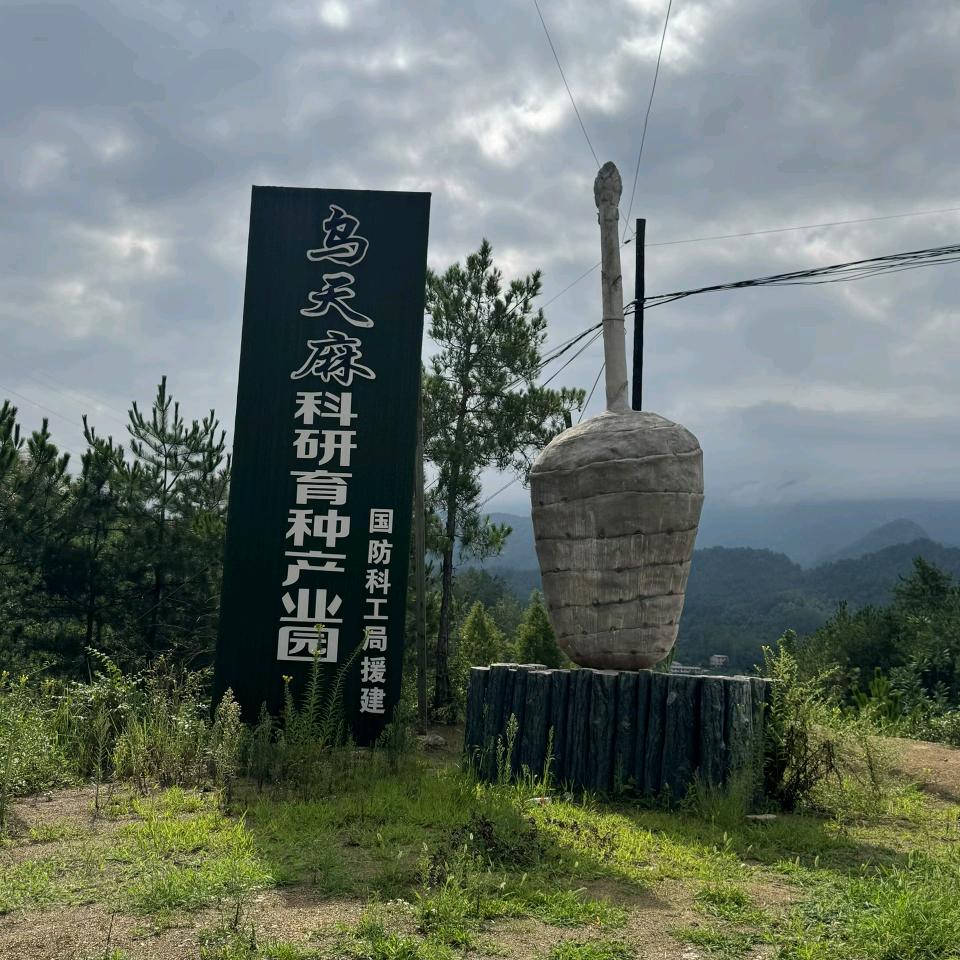 天麻种植
