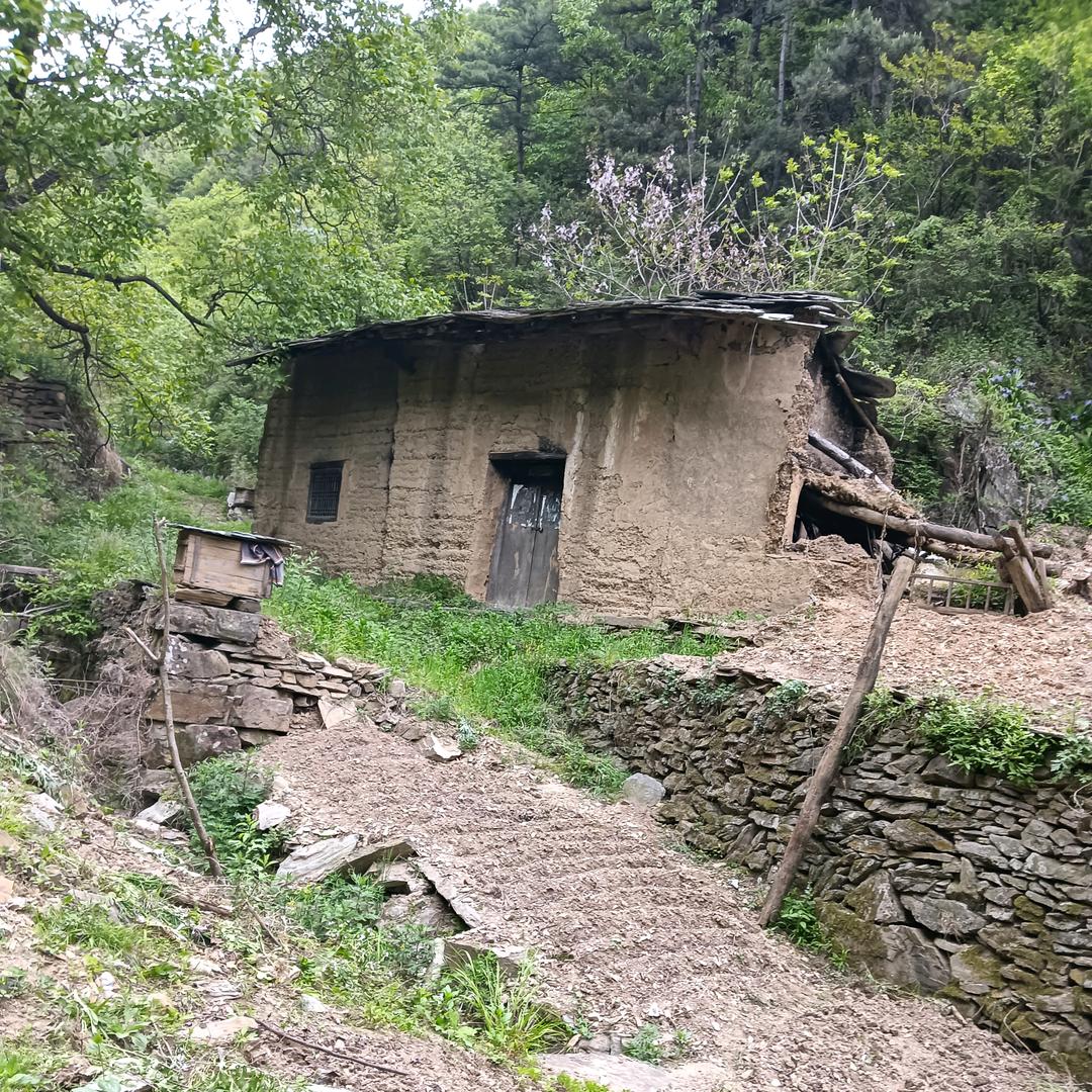 火龙鸟（单身遇良缘）