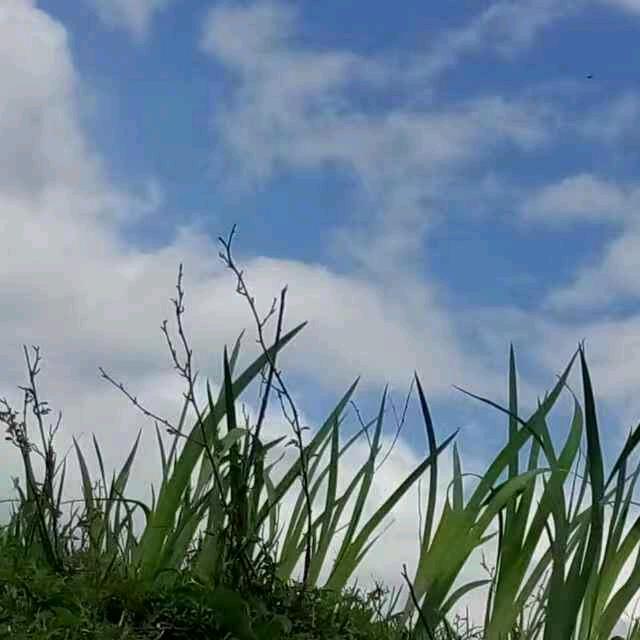 蓝天