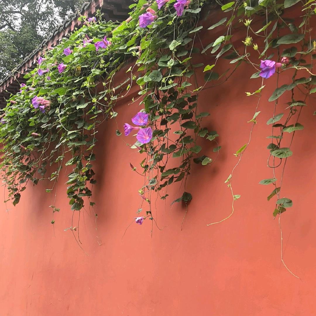 彩虹🌈🌈🌈