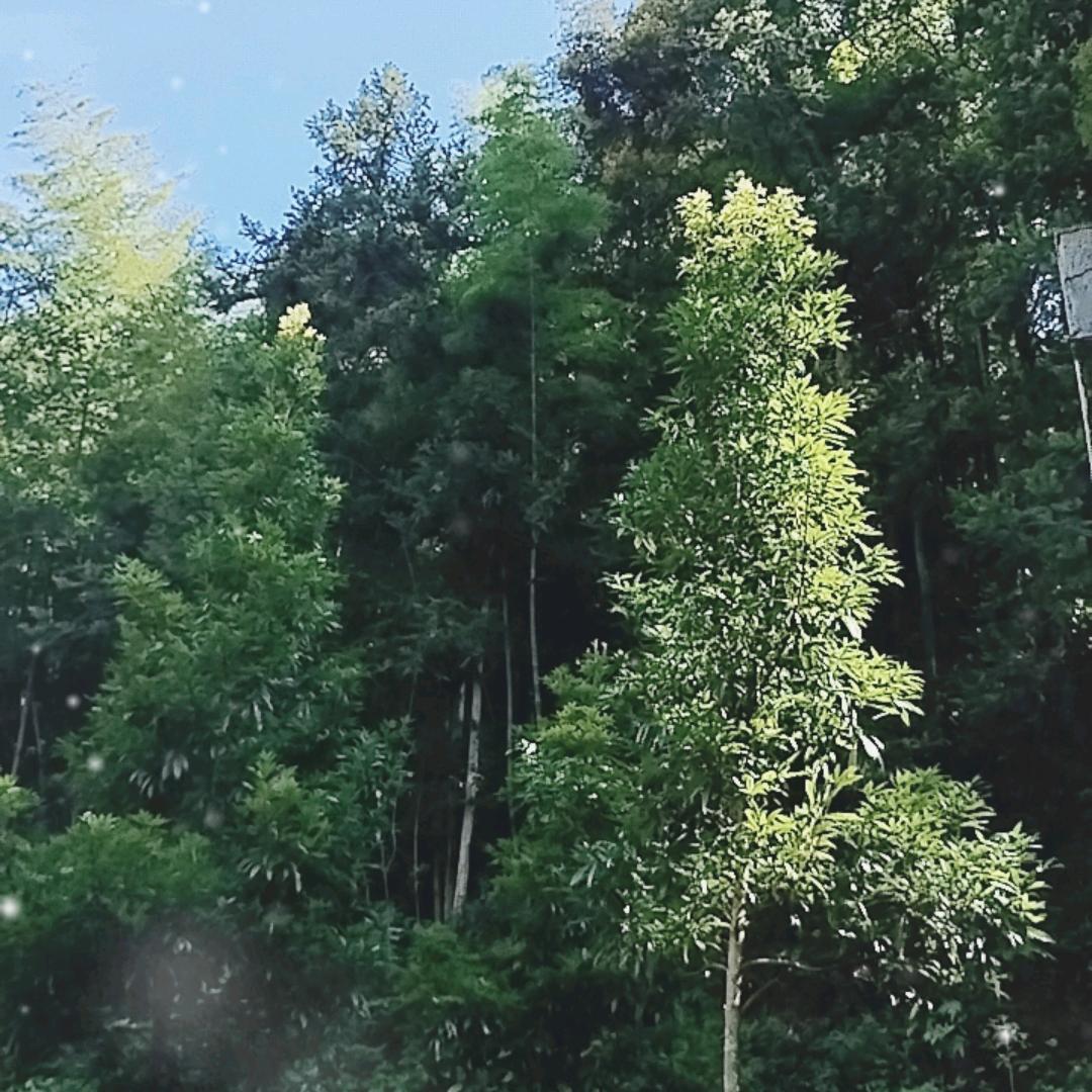 顺风耳