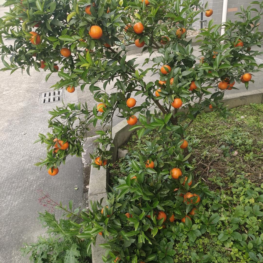 奇点