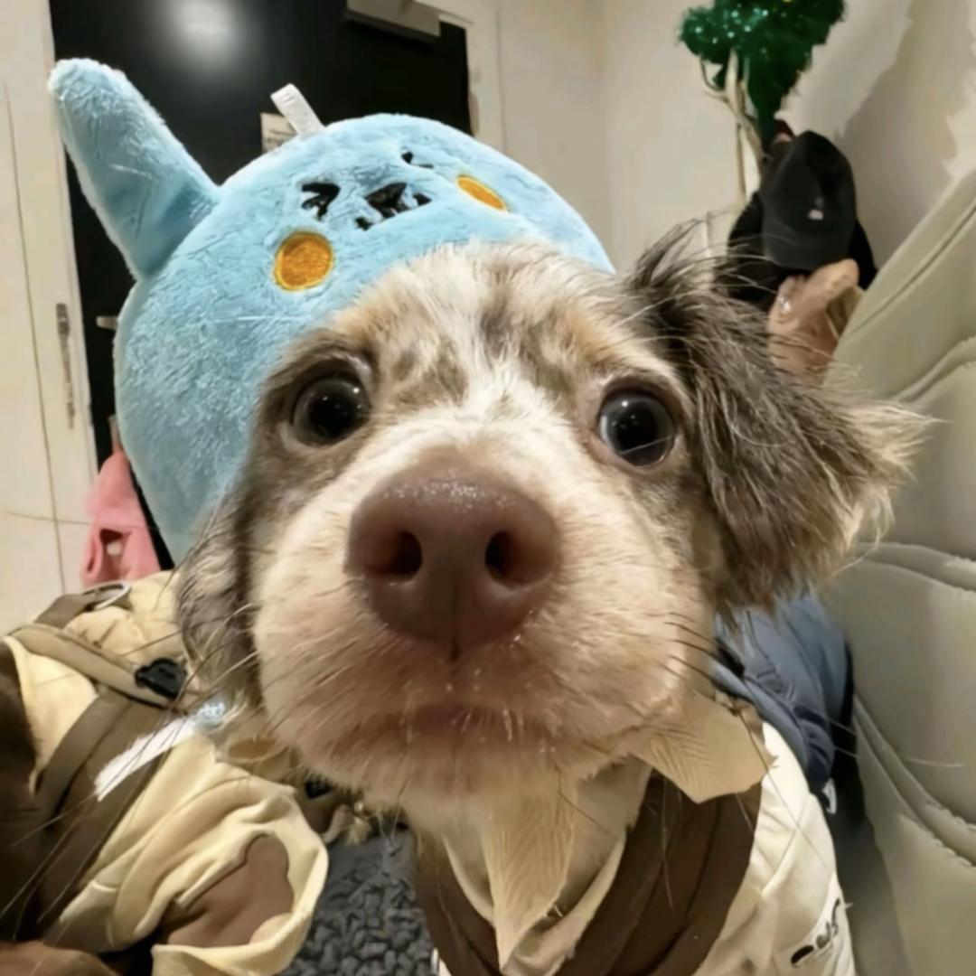 脆脆鲨🦈