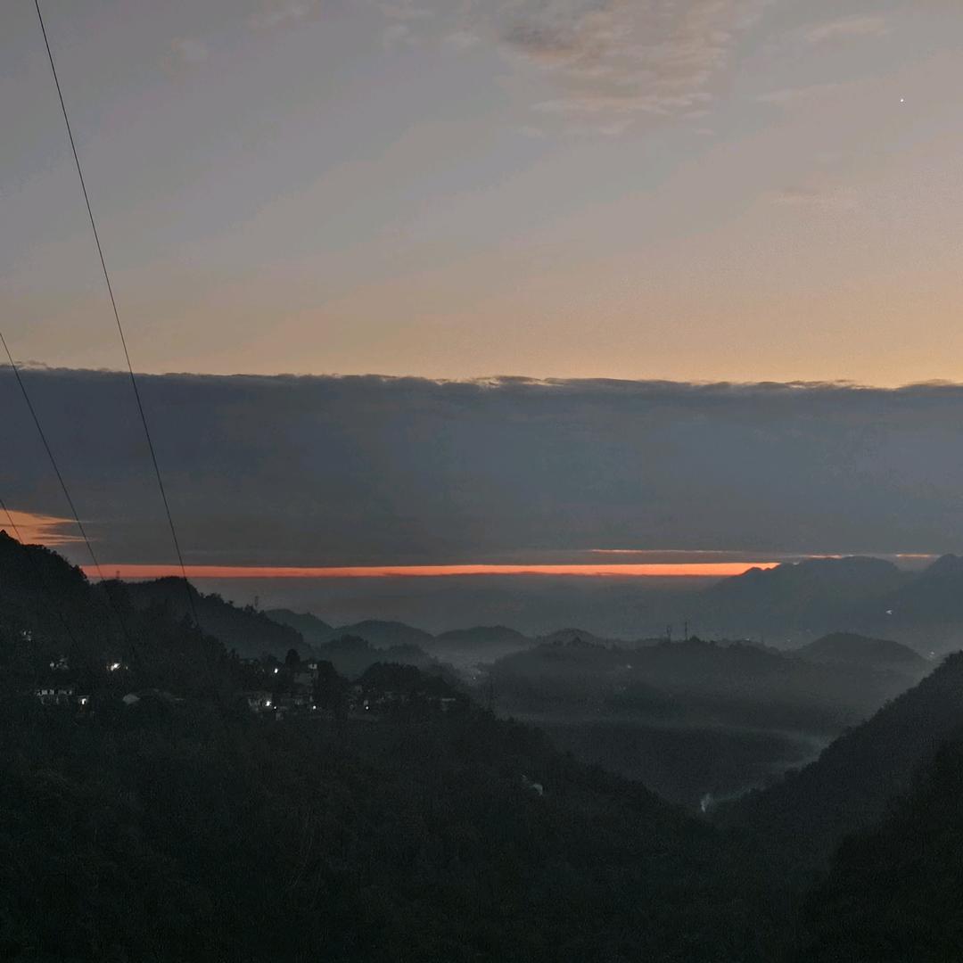 牲猪收购 白条批发