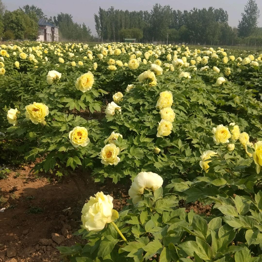 专业点白芍，牡丹赤芍地块。
