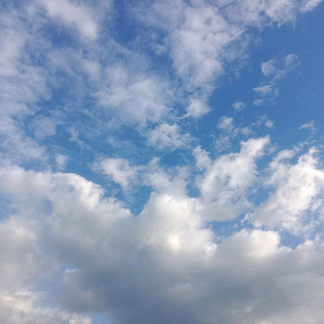 映山红