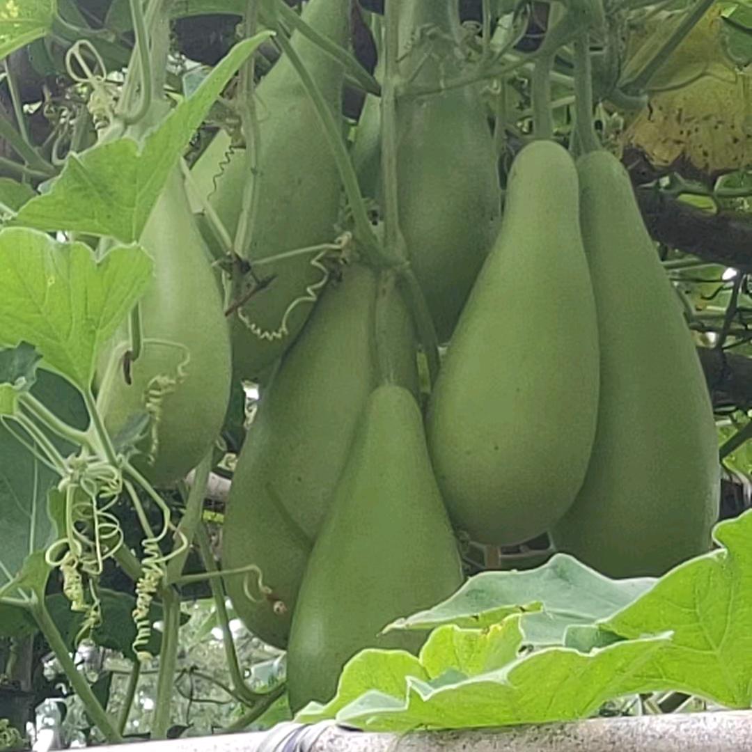 张昌聪