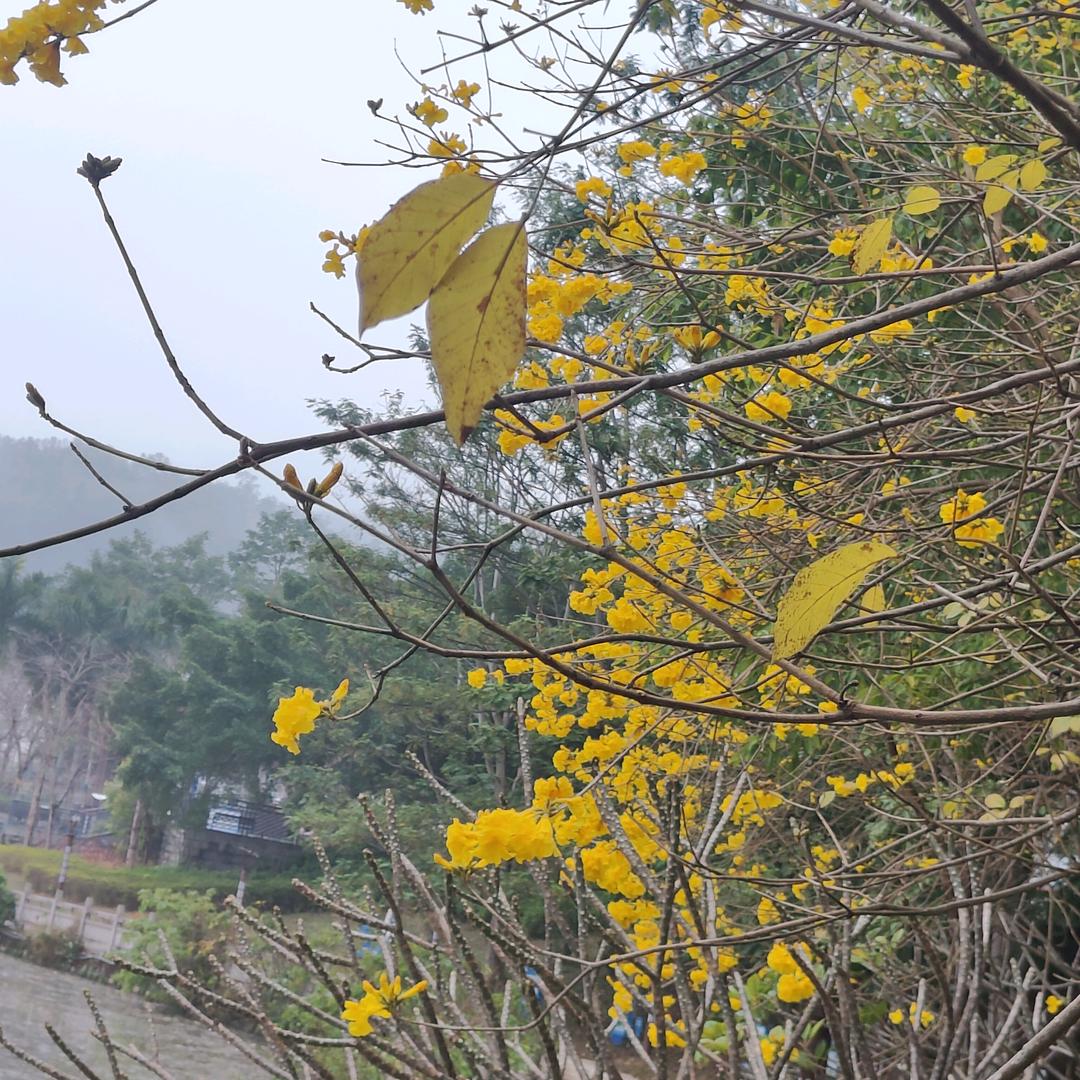 梨雨头像