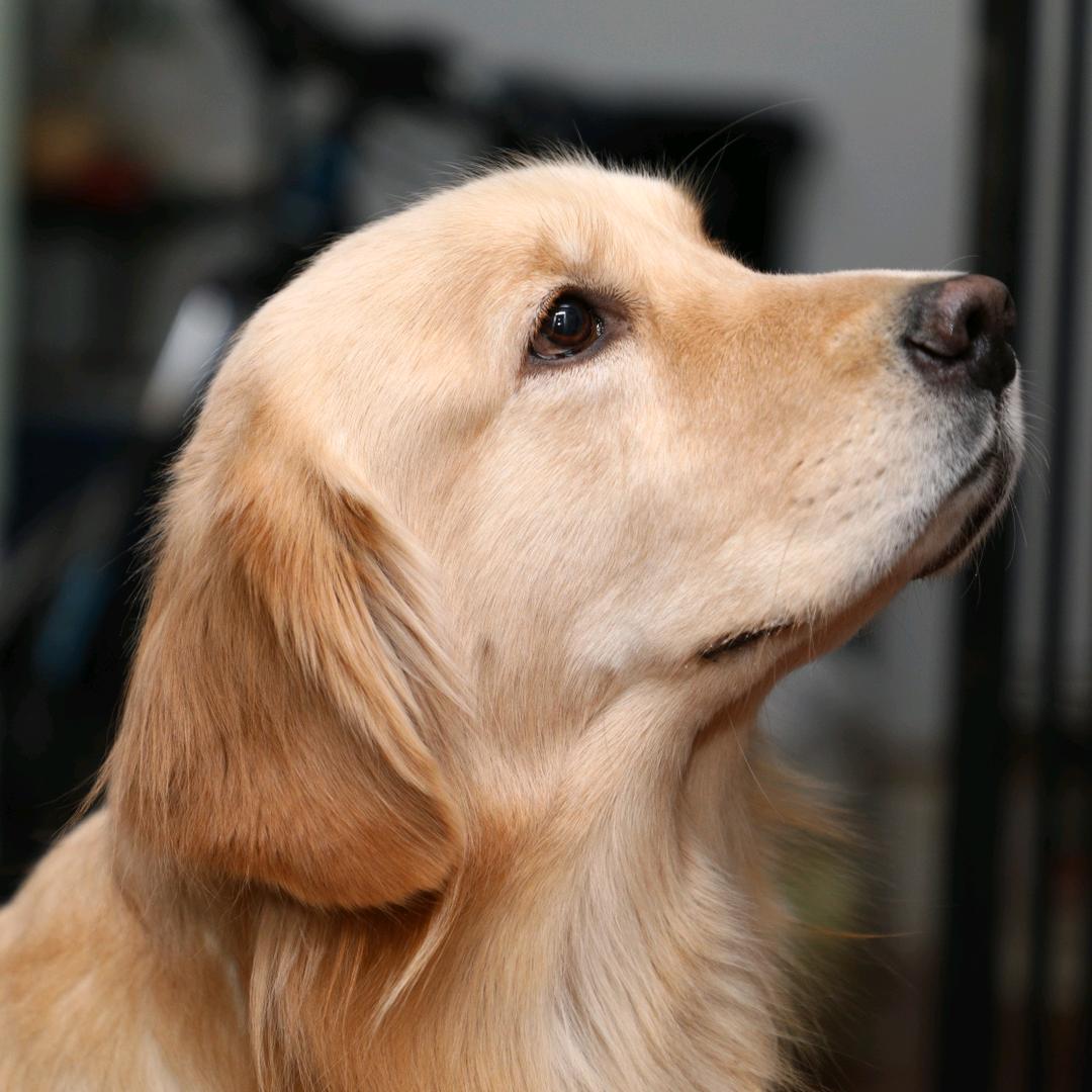 金毛小七的日常