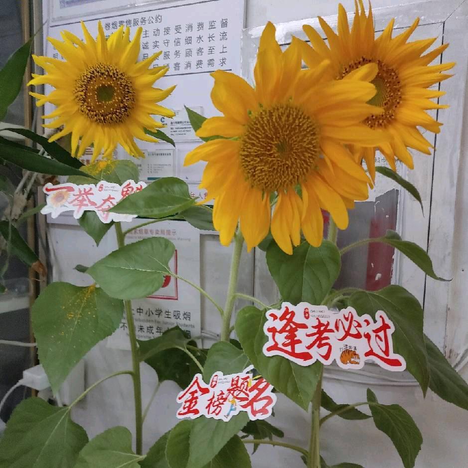 阿柳