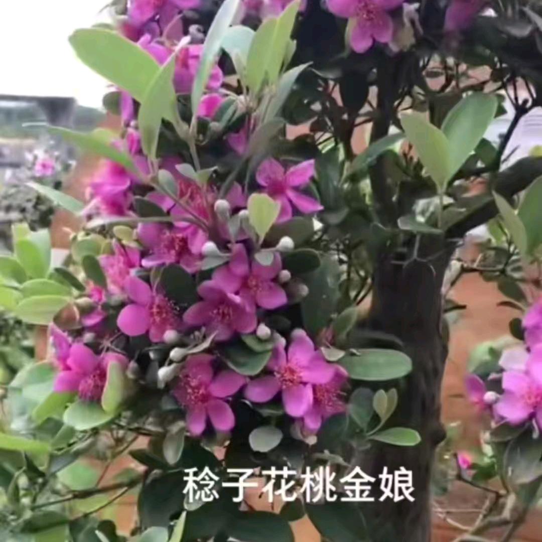 广东桃金娘盆景盆景树