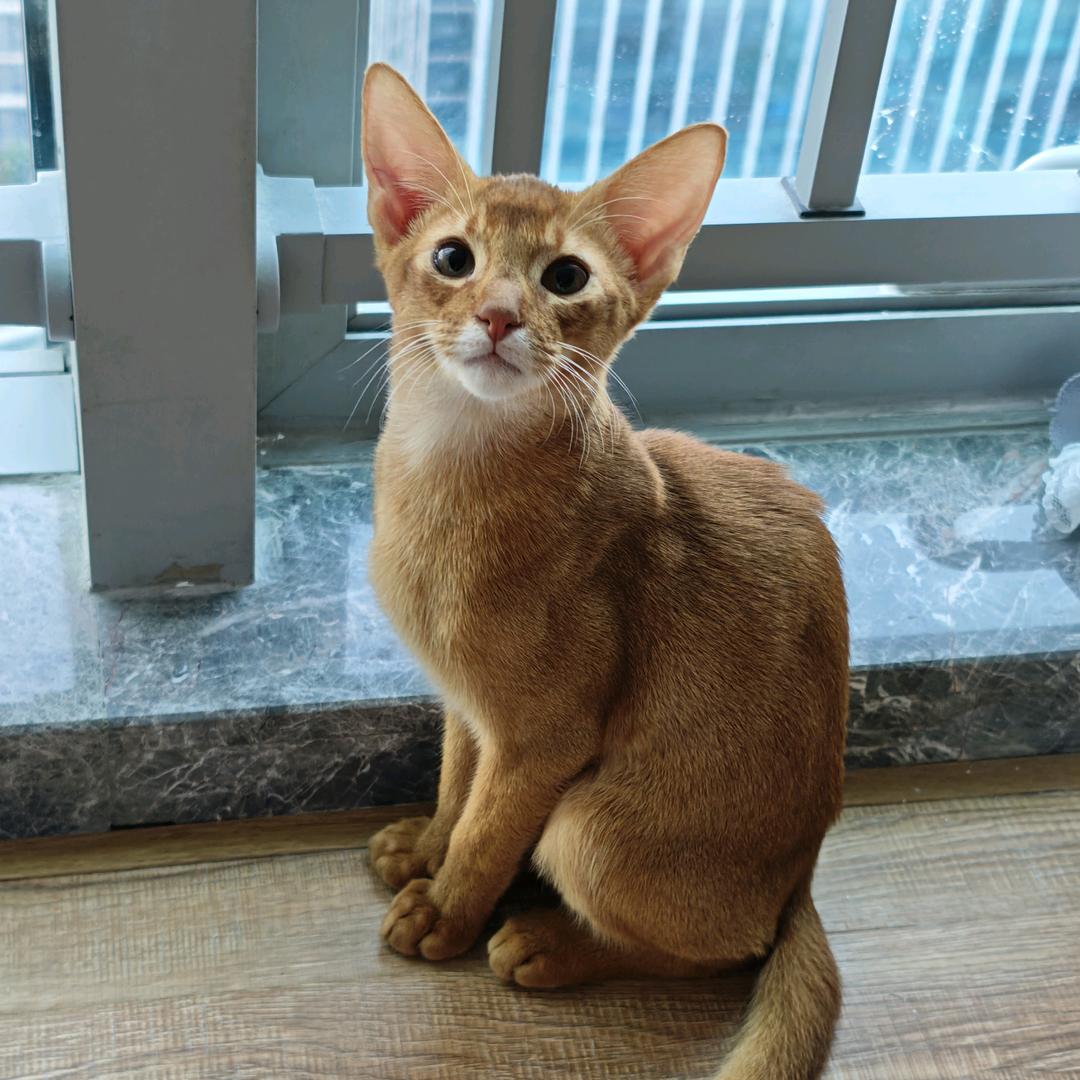 纯情小猫火辣辣