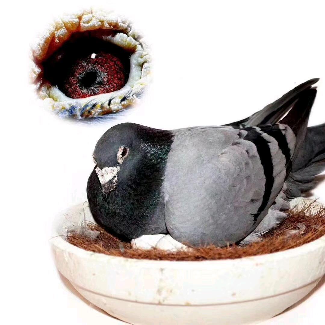 翔飞赛鸽-刘志强