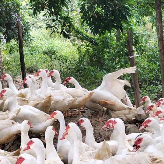 平凡的鸡🐔鸭