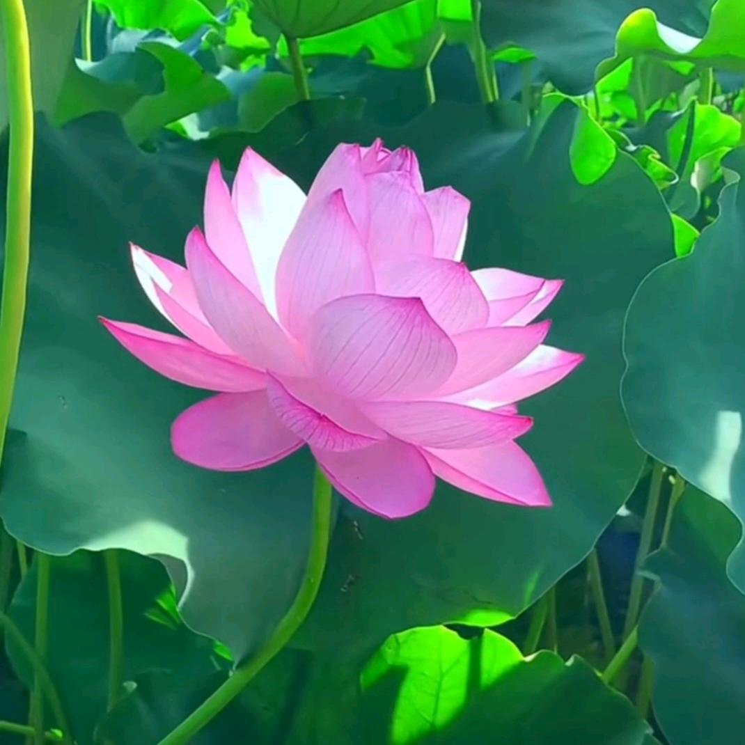 静