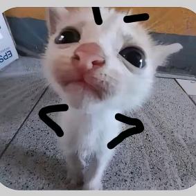 西红柿炒🍳