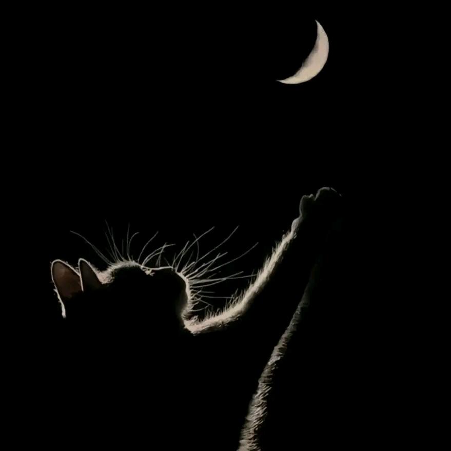 借月光叙旧🌙