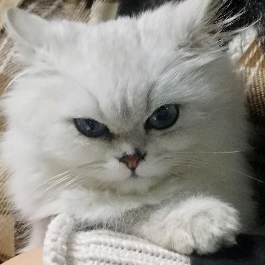 臭芒果