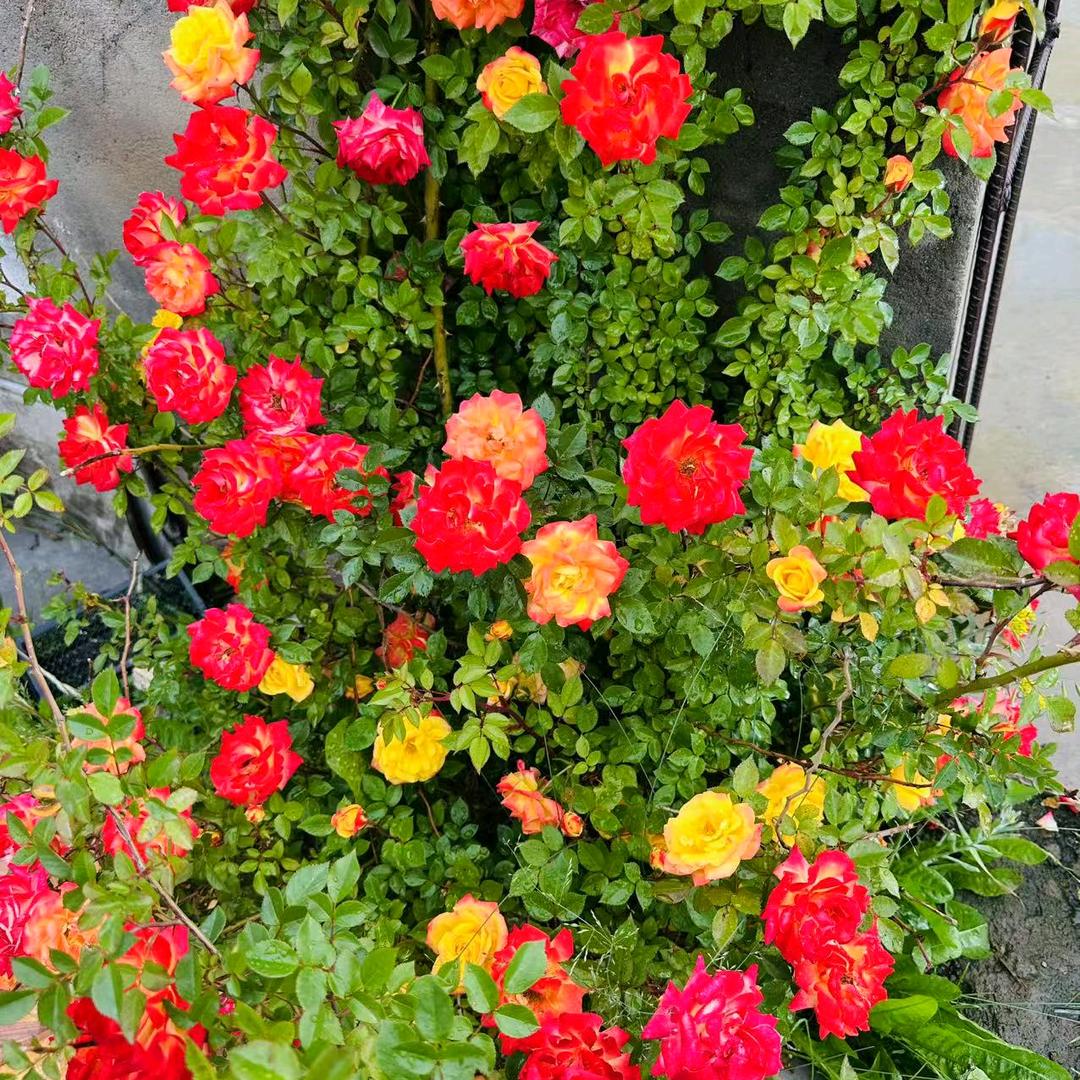 飞♥雪♥5♥2♥0