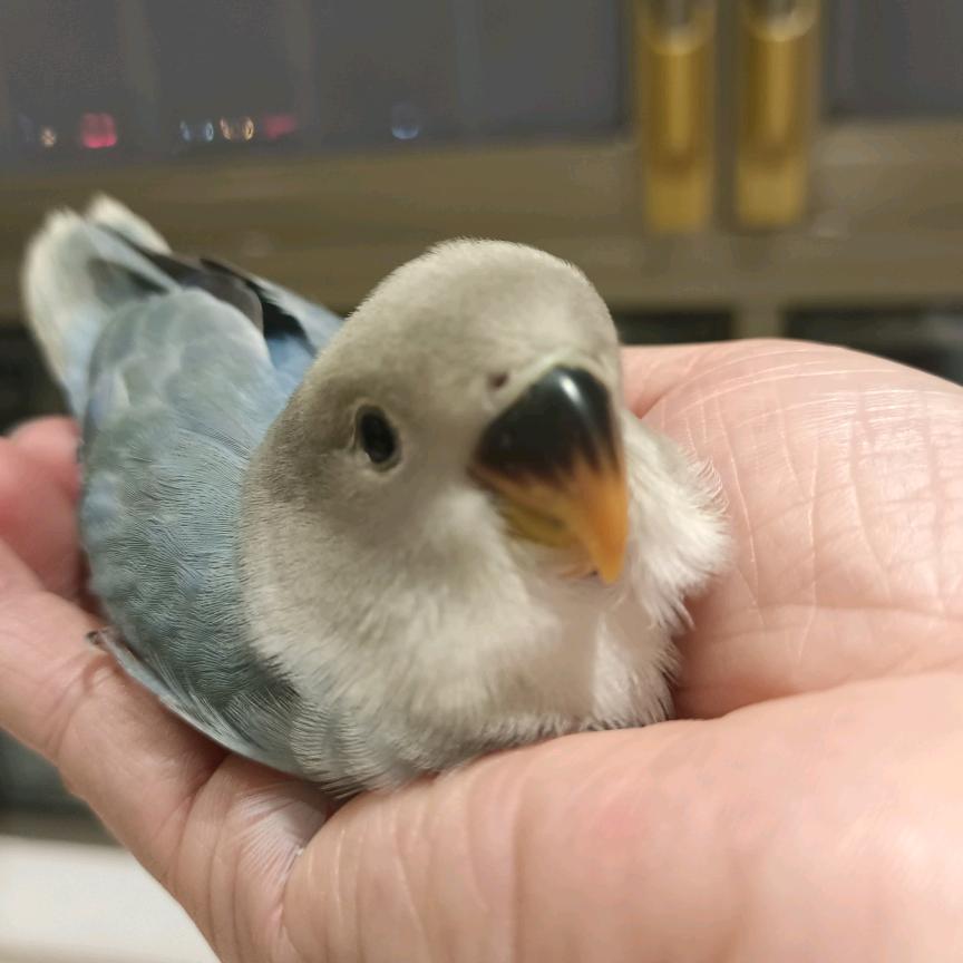 自己的生活自己品