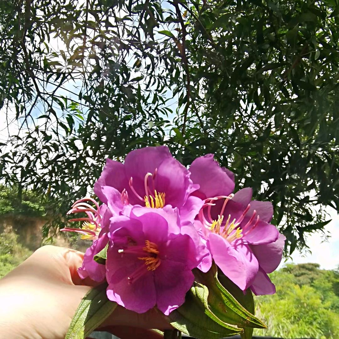 我是小飞霞