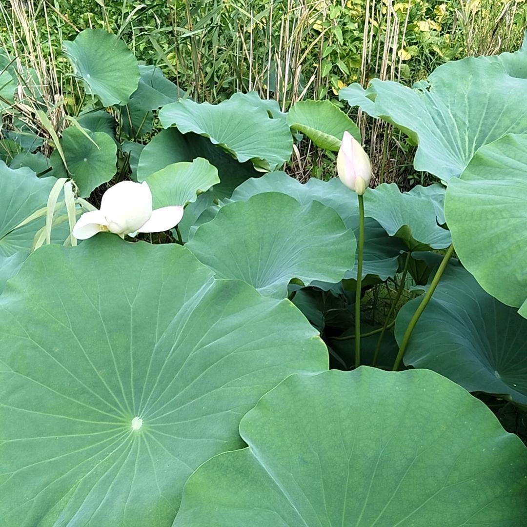 ღ安然ꦿᮨ້໌࿐