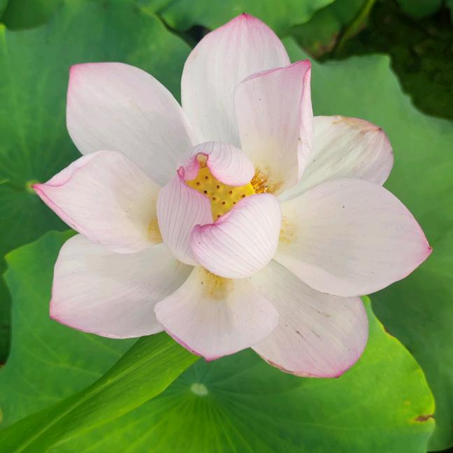 石城干莲子