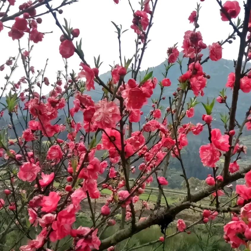 阳，💃光，🌴