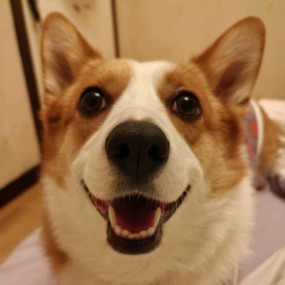小胖格格
