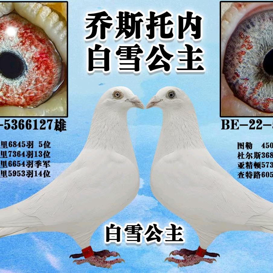 精品赛鸽鸽舍