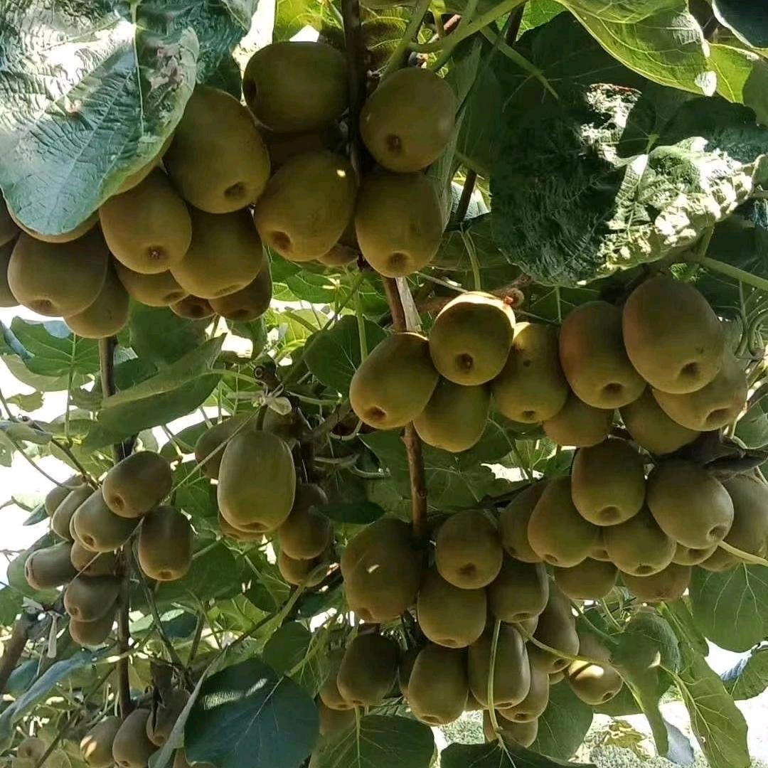 峰菲农副产品经营部