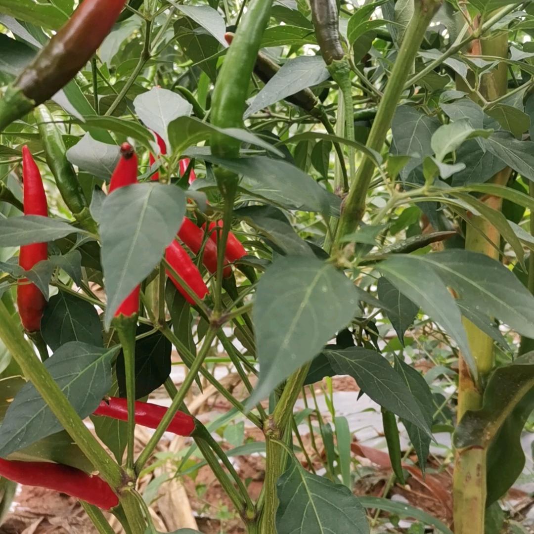 网友向北